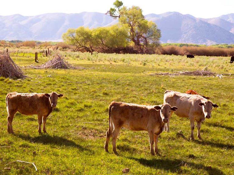 China impondrá cuotas y aranceles del 55% al vacuno importado
