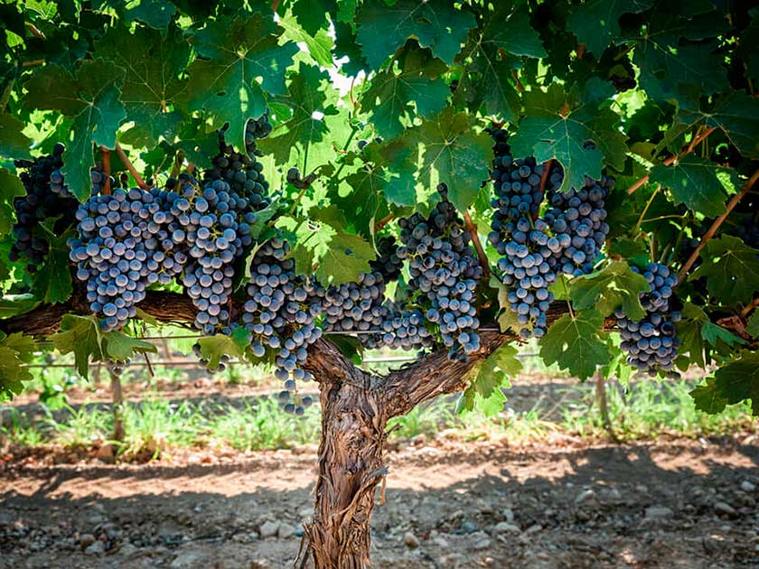 uva-dopjumilla-vinedo