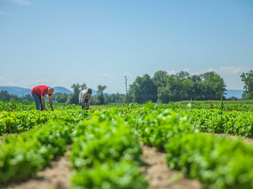 verduras-campo