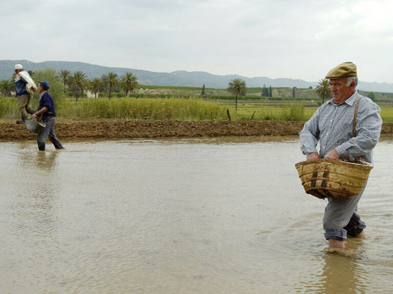 El Gobierno regional apoyará con casi 200.000 € a 48 agricultores del Coto Arrocero