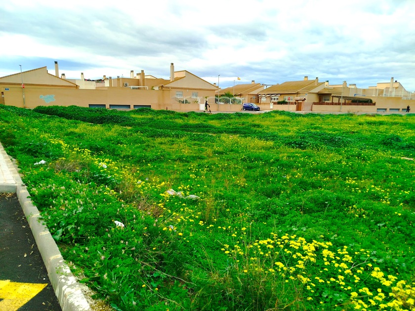 Solar con ratas frente a viviendas y Centro de Salud de Los Barreros 3