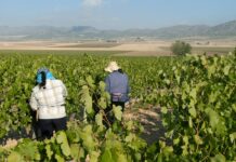 Los agricultores de la Región comienzan a repartirse 8,5 M€ para comprar fertilizantes