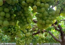 La Región, capital mundial de la uva de mesa sin semilla con el 90% de la producción en España